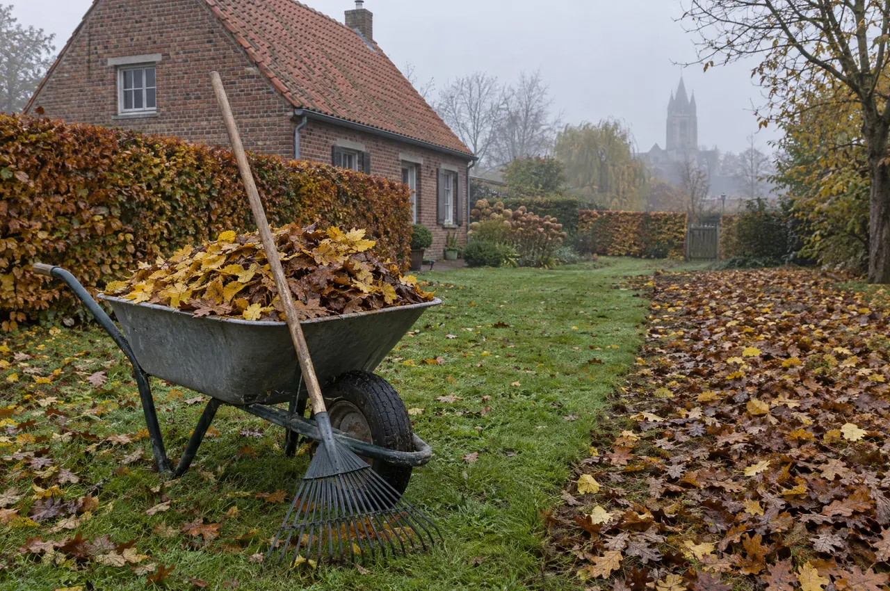 Brouette galvanisée pleine de feuilles jaunes et brunes, râteau à feuilles posé contre elle, maison de briques dans la brume